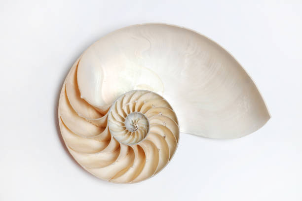 A perfect and amazing fibonacci pattern in a nautilus shell