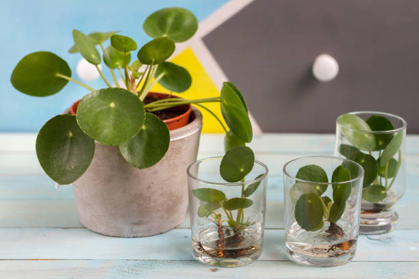 Pilea peperomioides, money plant.terior. Pilea peperomioides, money plant with baby plants. Home interior. terior stock pictures, royalty-free photos & images
