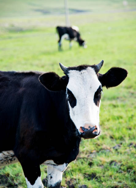 istock Cow on field of fresh grass 654672712
