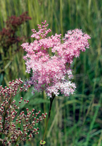 istock Meadowsweet; Filipendula; ulmaria 654672762