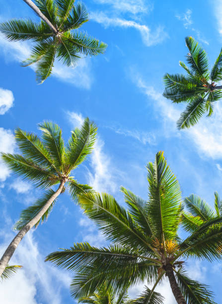 istock Coconut palm trees, Dominican Republic 654675482