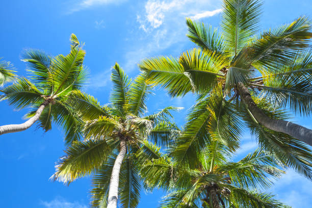 istock Coconut palm trees over the sky 654675484