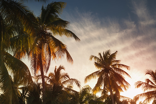 Coconut palm trees and bright evening sky, tropical vacation background. Stylized photo with colorful tonal correction filter effect