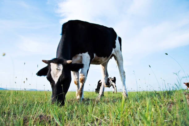 istock Cow in green meadow 654675578