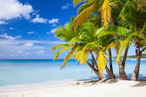 istock Saona island coast, Dominican republic 654675942