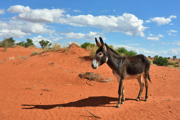 istock Donkey in the desert 654676926
