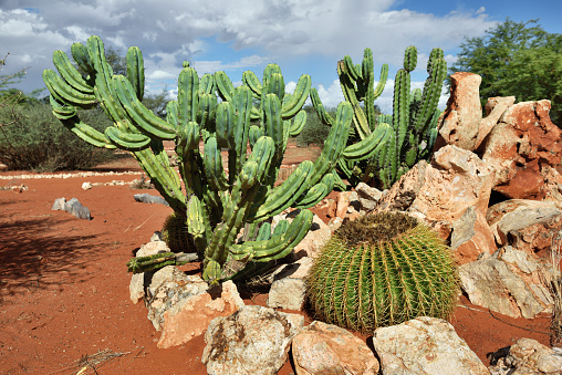 Abundant cactus grows throughout the Anza Borrego Desert state park. The largest state park in the country located east of San Diego and is part of the Colorado and Sonoran desert ecosystem.