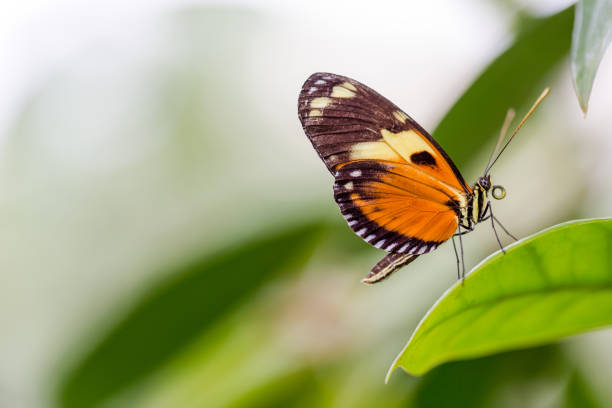 istock Vibrant colour butterfly extreme macro 654680370