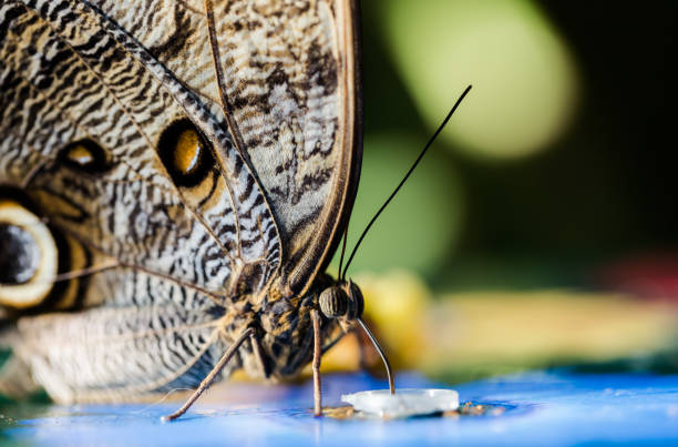 istock Vibrant colour butterfly extreme macro 654682700
