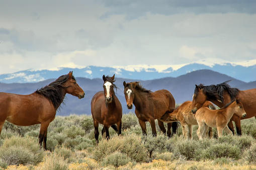 Wild horses of the San Luis Valley, Colorado.