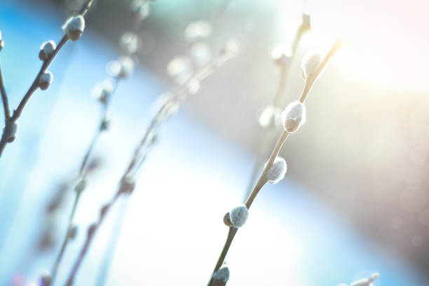 Furry catkins of willow branches spring blossomed. Easter Holiday. Flower bokeh background