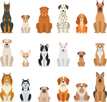 Vector illustration, set of funny purebred dogs, on a white background