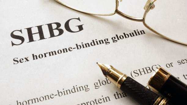 istock Document with title Sex hormone-binding globulin (SHBG). 654702984