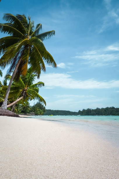 istock Paradise tropical beach and lagoon in Moorea Island 654710020