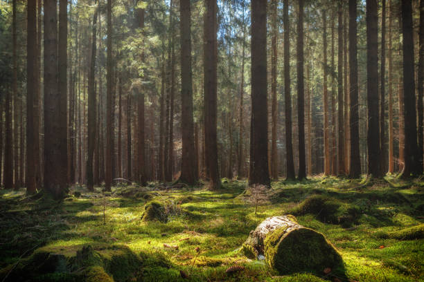 istock Misty, colorful summer pine forest 654715186