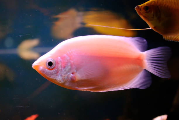 istock Aquarian fishes. 654715354