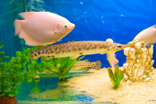 istock Aquarian fishes. 654715458