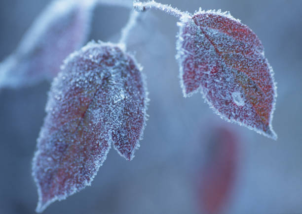 istock Dead leaves and frost 654721120