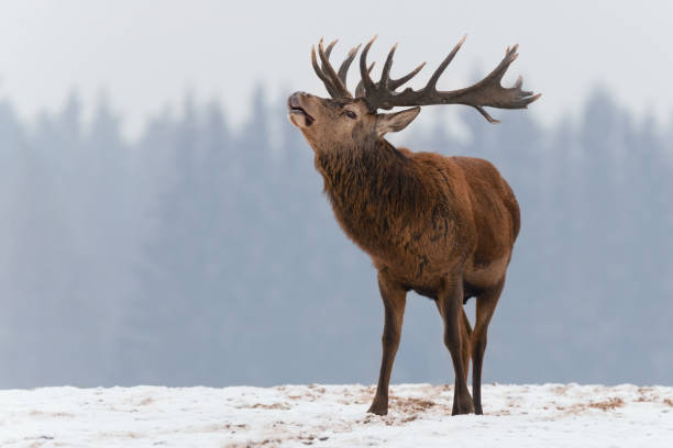 Close-up of a red deer stag in the falling snow, winter in UK.