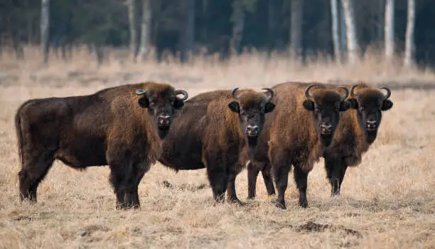 Four large brown bisons with large horns standing in a row against the background of forest and dry grass