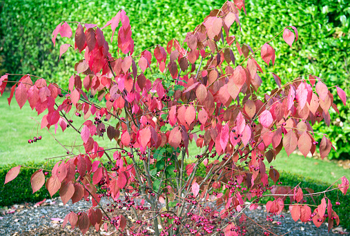 Beautiful deciduous shrub with vibrant colors, surrounded by a small boxwood hedge, in autumnal colours. 