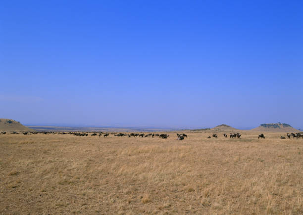 istock Herds of wildebeest 654723500