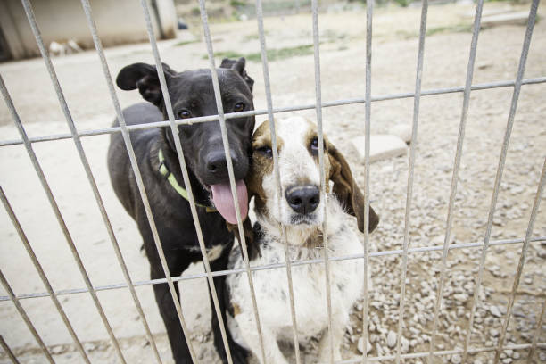 Sad abandoned dogs Locked kennel dogs abandoned, sadness saluki stock pictures, royalty-free photos & images