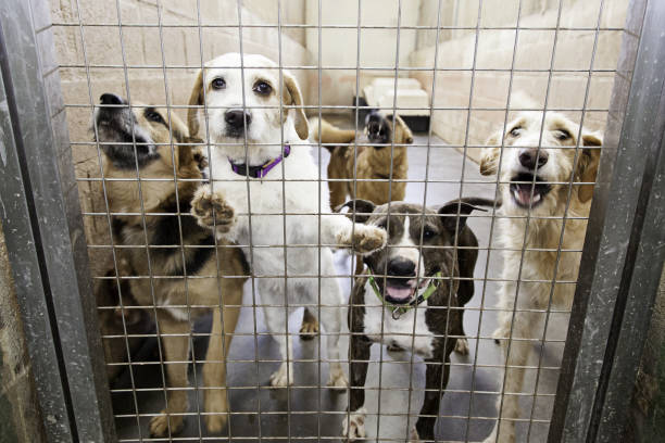 Kennel dogs locked Locked kennel dogs abandoned, sadness sad dog shelter stock pictures, royalty-free photos & images