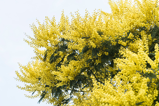 Hippocrepis yellow flowers