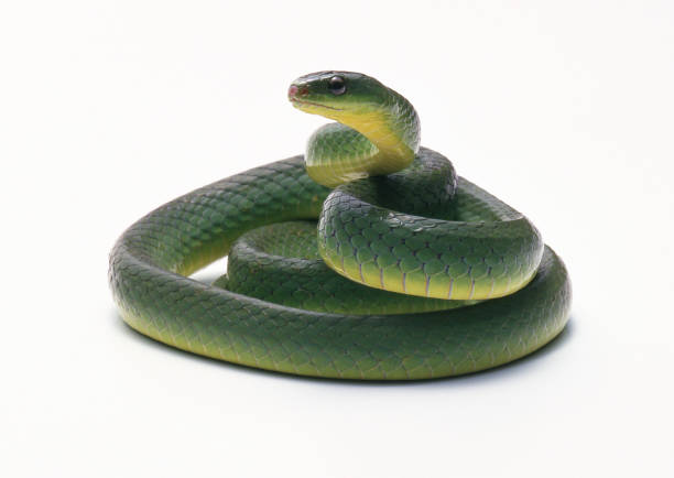 istock Tiwanaohebi 654729900