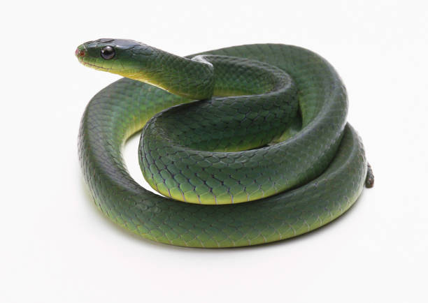 istock Tiwanaohebi 654729908
