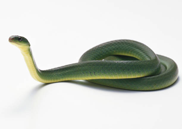 istock Tiwanaohebi 654729914