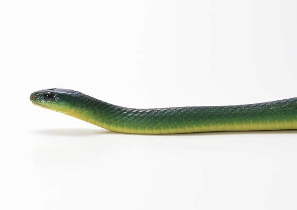 istock Tiwanaohebi 654729924