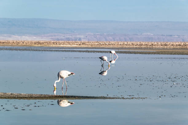 istock Beautiful scenario in the Atacama Desert, Chile. 654730894