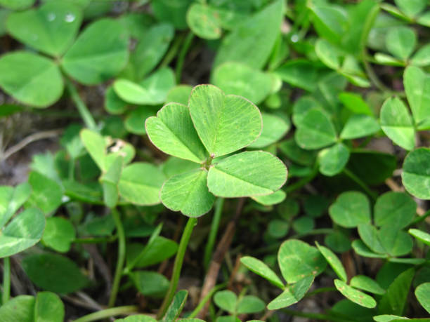 istock Green clover leaves at meadow 654733484