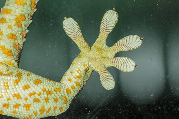 istock Fingers of Gecko on glass 654733732