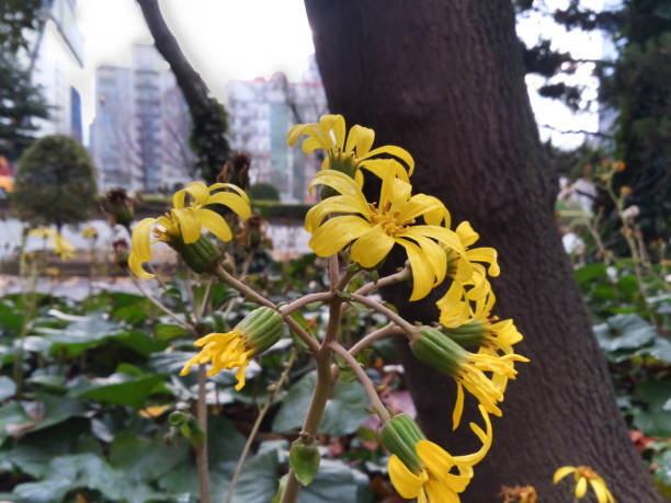 istock Yellow flower in the botanical garden 654734522