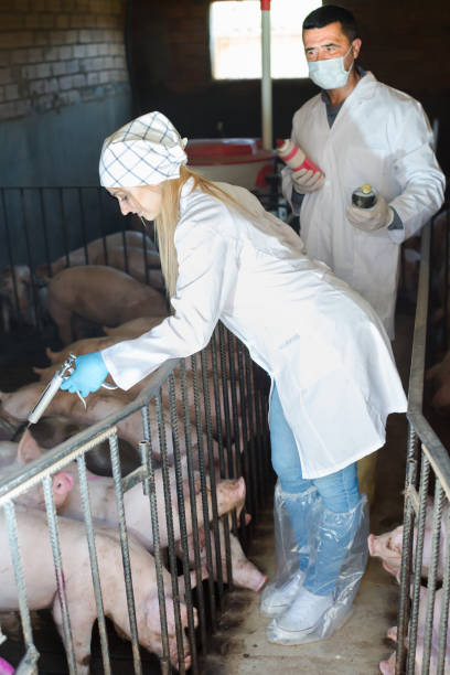 istock Two glad veterinarians in white coats in pigsty 654737216