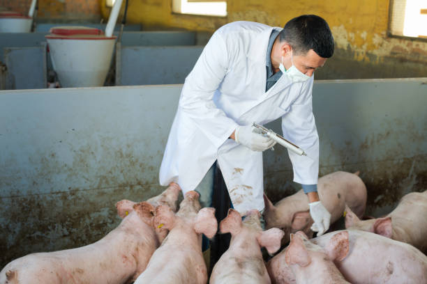 istock Veterinarian to make injection to domestic pigs 654737310