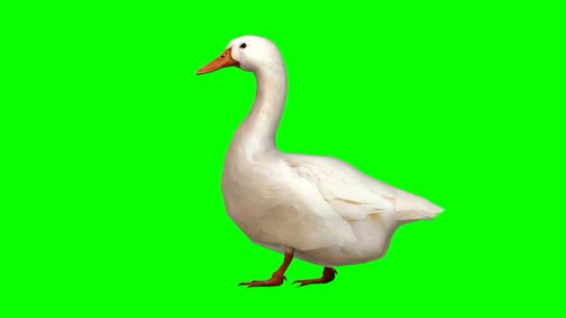Goose Walking Green Screen (Loopable)