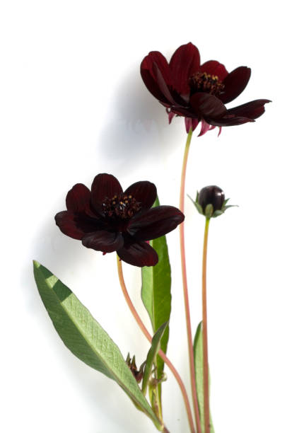 Chocolate Flower Berlandiera Lyrata Stock Photo - Download Image Now -  Chocolate Cosmos, Cut Out, Flower - iStock