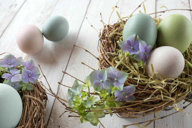 easter nest with eggs and blossoms - textraum imagens e fotografias de stock