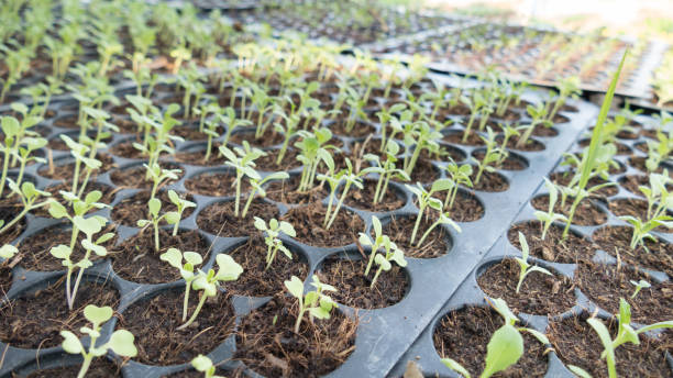 istock young baby plants growing in germination sequence on fertile soil 654743300
