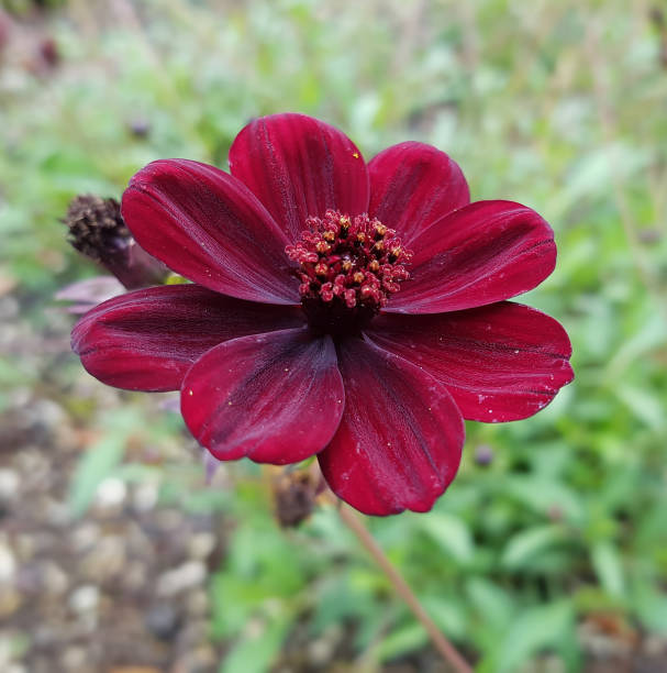 istock Chocolate Flower; Berlandiera lyrata 654743354