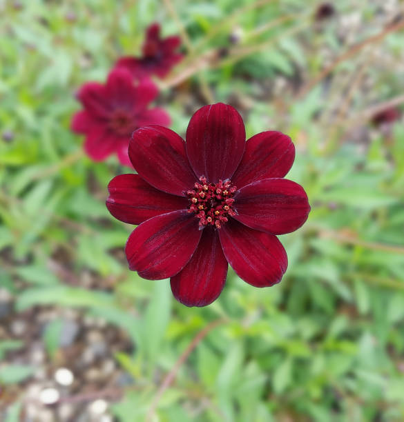 istock Chocolate Flower; Berlandiera lyrata 654743366
