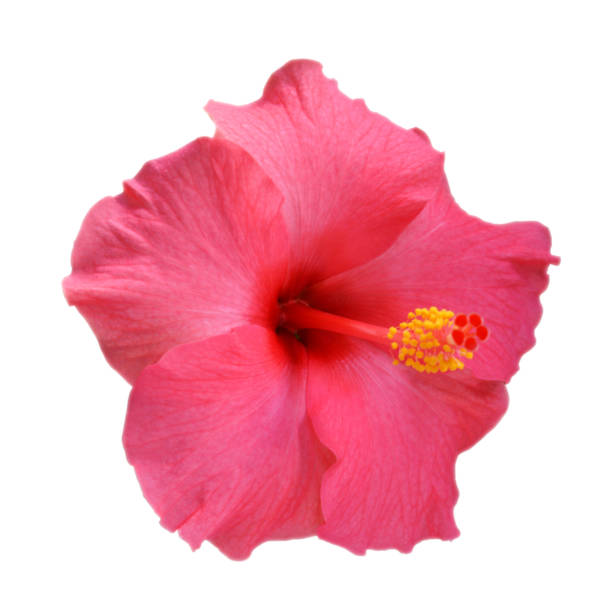 istock Pink Hibiscus on white background 654743586