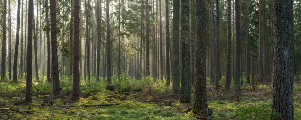 istock Pine forest in the morning 654743838