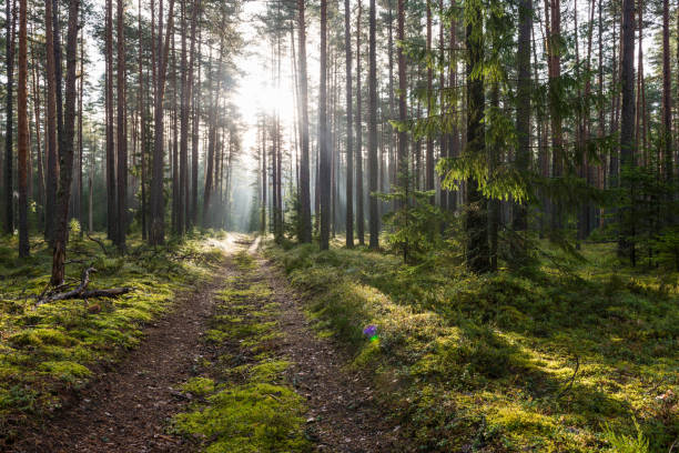 istock Pine forest in the morning 654744084