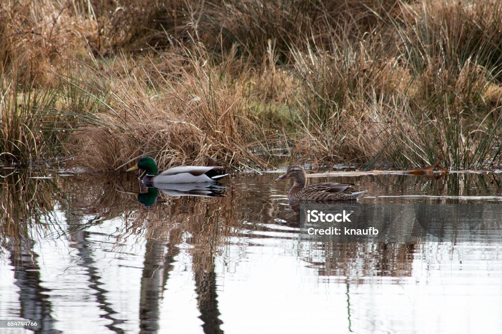 Erpel und Ente schwimmen im See - Drake and duck are swimming in a lake Erpel and duck swim in the lake in the nature reserve Animal Stock Photo