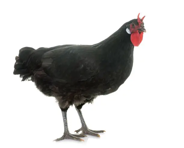 la Fleche chicken in front of white background
